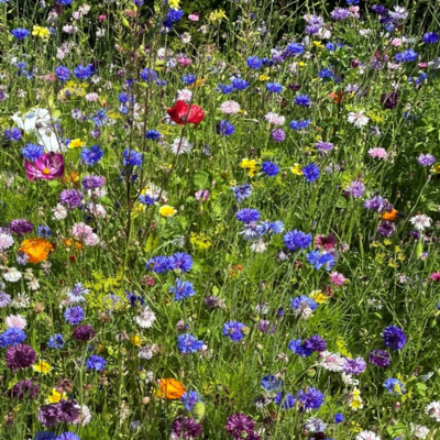 ColourMax 2 annual wildflower seed mixes