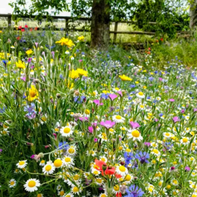 Annual and Perennial Wildflower Seeds