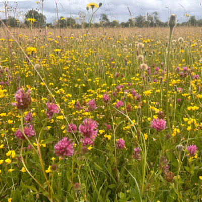 Chimney Meadows