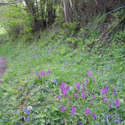 Woodland and Heavy Shade Wildflower Seeds LW8M 80/20