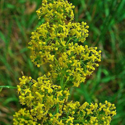 Ladys Bedstraw Seeds (Galium verum)
