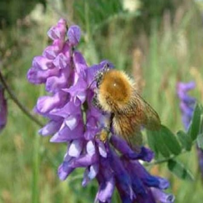 Bee Wildflower Plant Collection