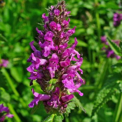 Betony Plants (Stachys officinalis)