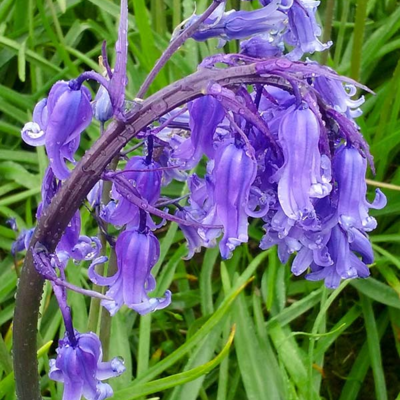 Bluebell Bulbs - Woodland Grown (Hyacinthoides non-scripta)