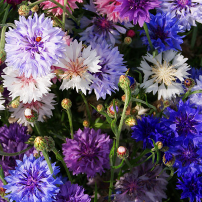 ColourMax 8