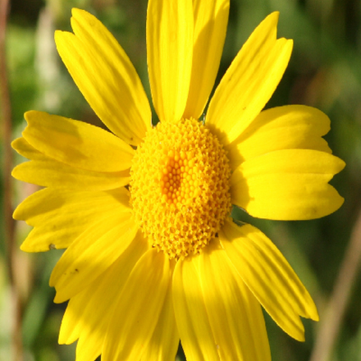 Corn Marigold Plants (Chrysanthemum segetum)