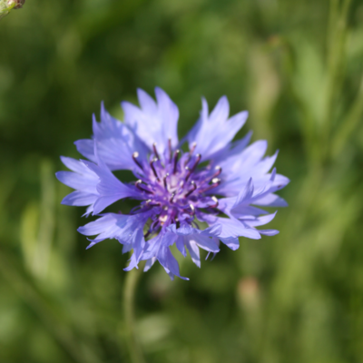 Cornflower Seeds (Centaurea cyanus)