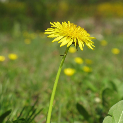 Dandelion Seeds (Taraxacum officinale)