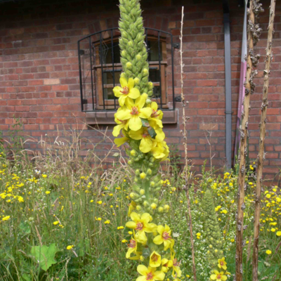 Dark Mullein Seeds (Verbascum nigrum)