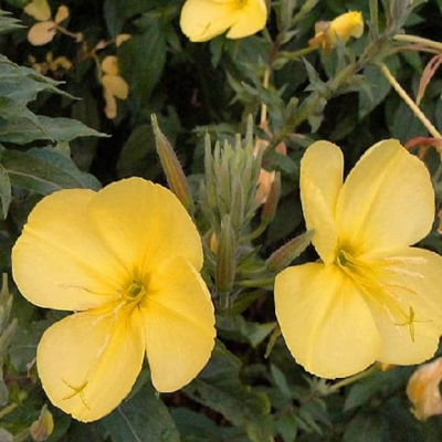 Evening Primrose Seeds (Oenothera biennis)