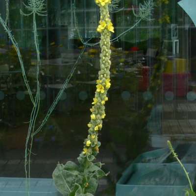 Greater Mullein Seeds (Verbascum thapsus)