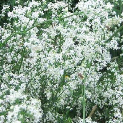 Hedge Bedstraw Seeds (Galium mollugo)