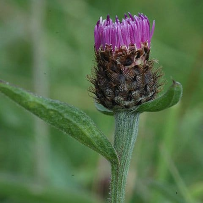 Common Knapweed Seeds (Centaurea nigra)