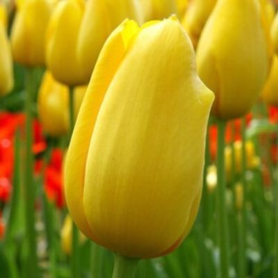 Big Smile Tulips