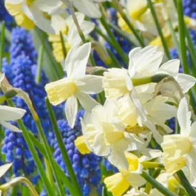 Cool Waters Bulb Collection - Muscari & Daffodils