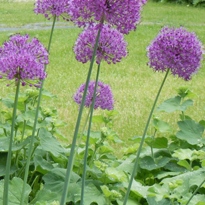Purple Sensation