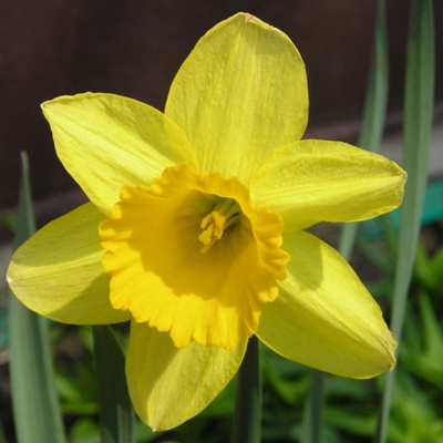 Tamara Daffodil Bulbs