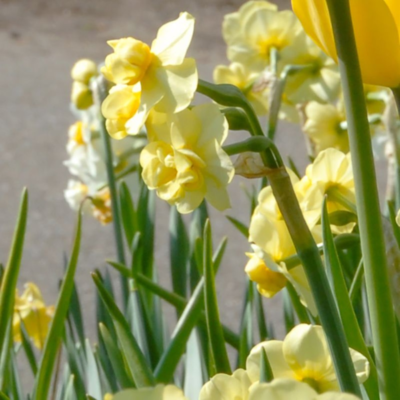 Yellow Cheerfulness Daffodil Bulbs