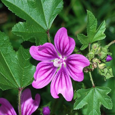 Common Mallow Seeds (Malva sylvestris)