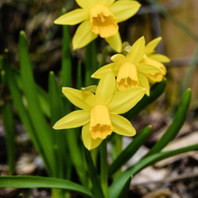Tenby Daffodil Bulbs (Narcissus obvallaris)