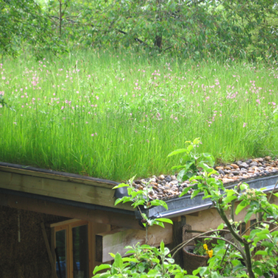 Roof Wildflower Turf