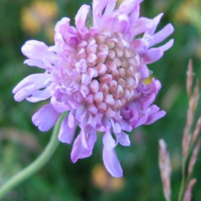 Field Scabious Seeds (Knautia arvensis)
