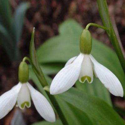 Snowdrop Ikariae Bulbs In The Green (Galanthus ikariae)
