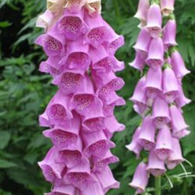 Foxglove Plants (Digitalis purpurea)