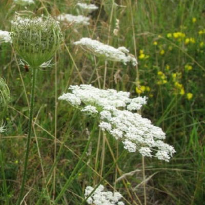 Wild Carrot Seeds (Daucus carota)