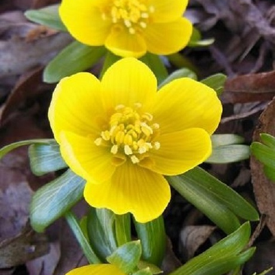 Winter Aconite Bulbs (Eranthus hyemalis)