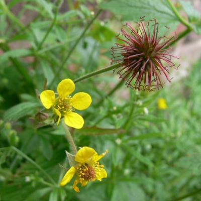 Wood Avens Seeds (Geum urbanum)