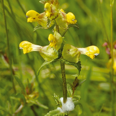 Yellow Rattle Seeds (Rhinanthus minor)