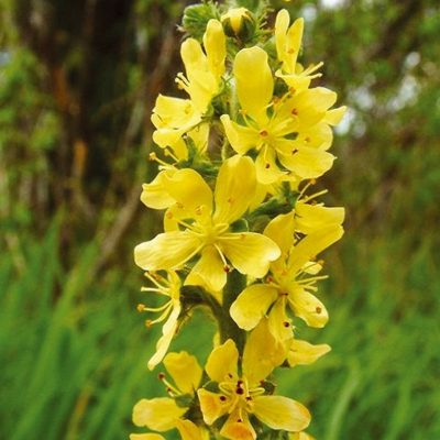 Common Agrimony Plants (Agrimonia eupatoria)
