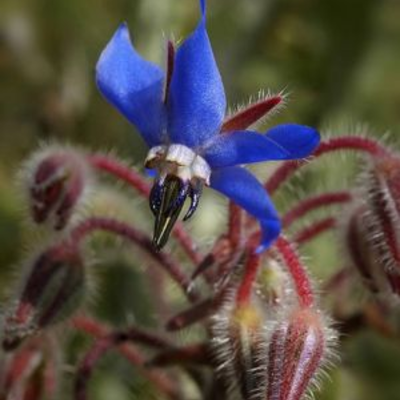 Borage Seeds (Borago officinalis)