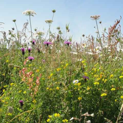 Wild Bird Wildflower Seeds LW14M 80/20