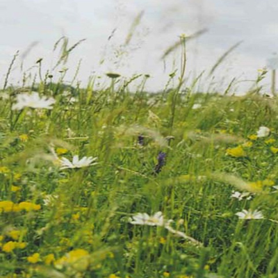 Heavy Clay and Wet Soils Wildflower Seeds LW5M 80/20