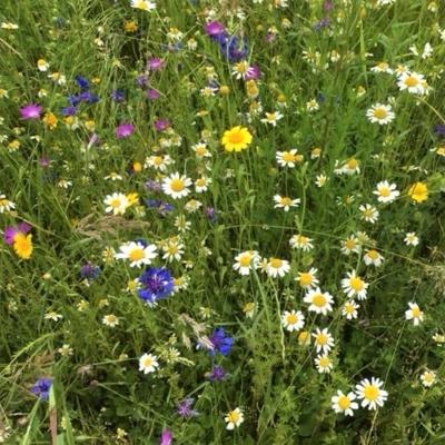 Countryside Delight Flower Mixture