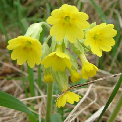 Cowslip Plants (Primula veris)