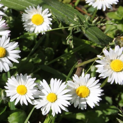 Common Daisy Plants (Bellis perennis)