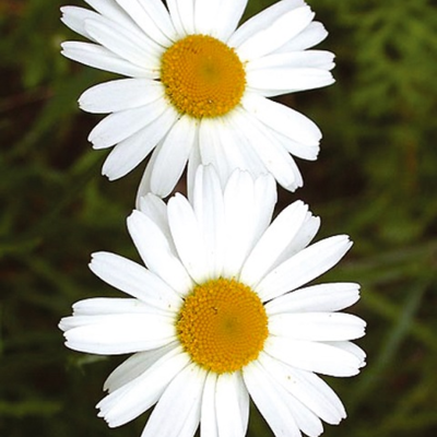 Ox Eye Daisy Plants (Leucanthemum vulgare)