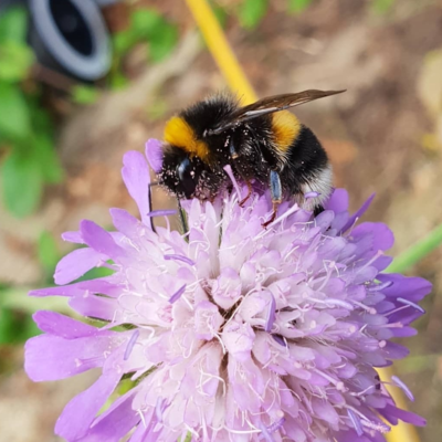 Butterfly and Bee Wildflower Seeds LWBM 80/20