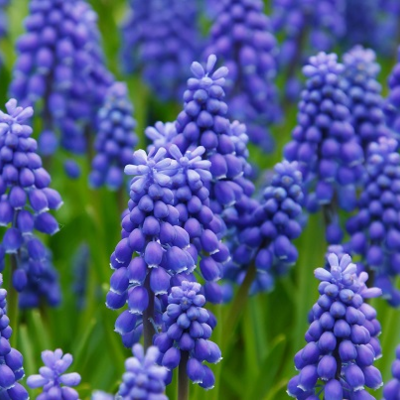 Grape Hyacinth Bulbs In the Green (Muscari neglectum)