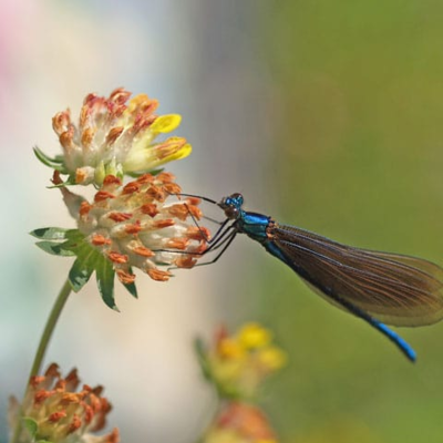 Kidney Vetch Seeds (Anthyllis vulneraria)