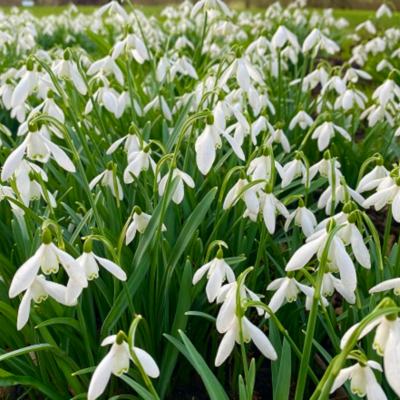 Single Snowdrop Bulbs In The Green (Galanthus nivalis)