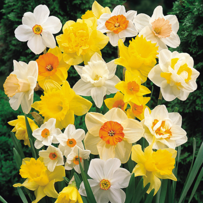 Mixed Daffodil Bulbs