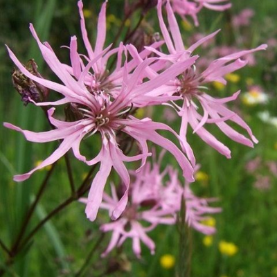 Acid Soils Wildflower Plant Collection