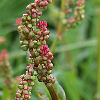 Common Sorrel Seeds (Rumex acetosa)