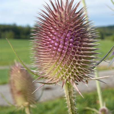 Teasel Seeds (Dipsacus fullonum)