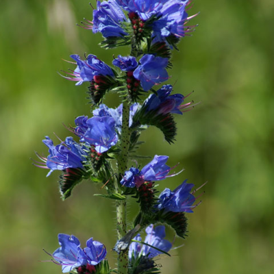 Vipers Bugloss Seeds (Echium vulgare)